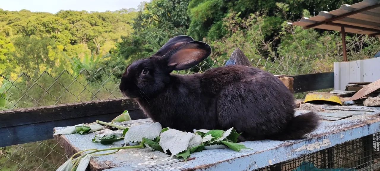 Coelhos gigante de Flanders 64672974001921122