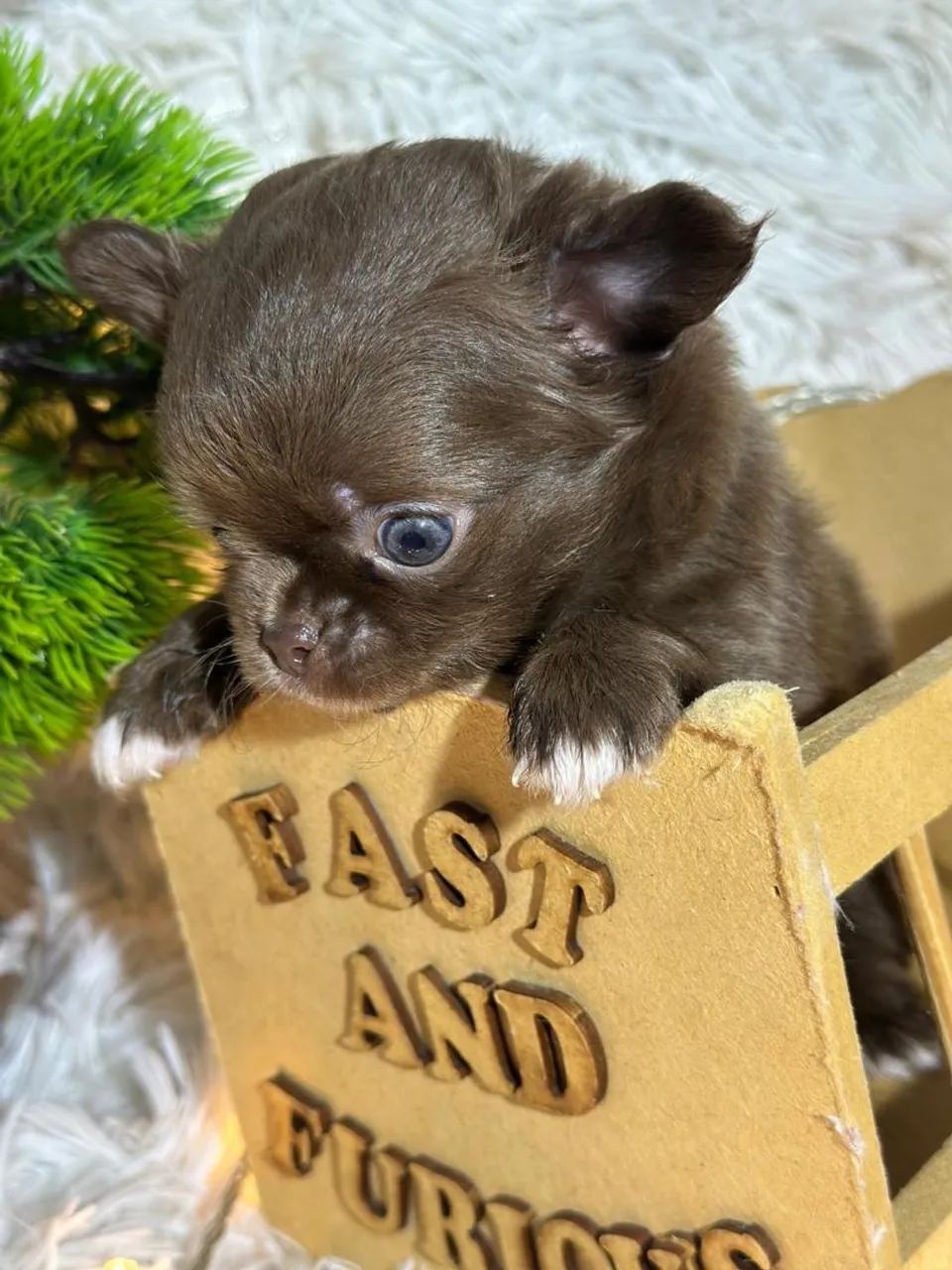  Chihuahua Chocolate pêlo longo - Foto 2