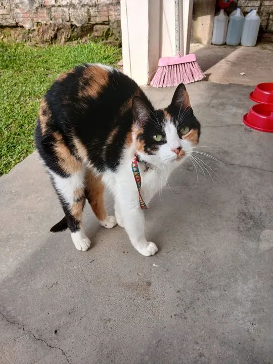 Gata castrada - Foto 2