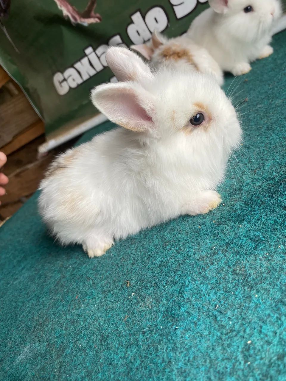 Coelhos fofinhos 64706317727106121