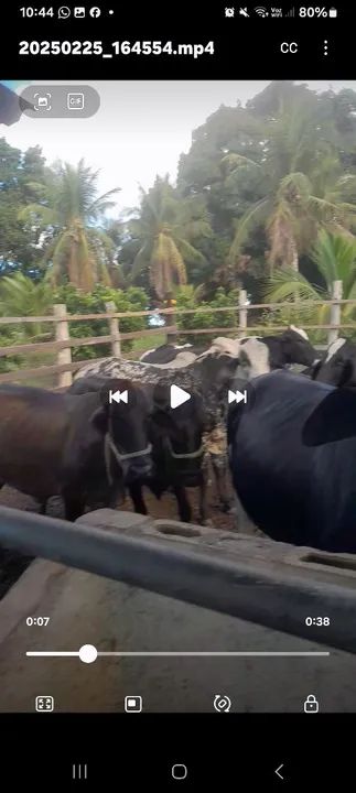 Gado leiteiro  - Foto 3