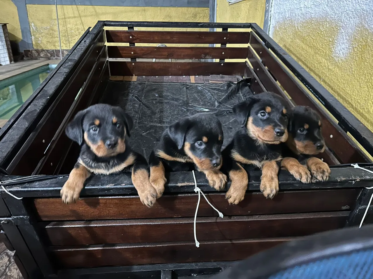 Filhotes de Rottweiler cabeça de touro