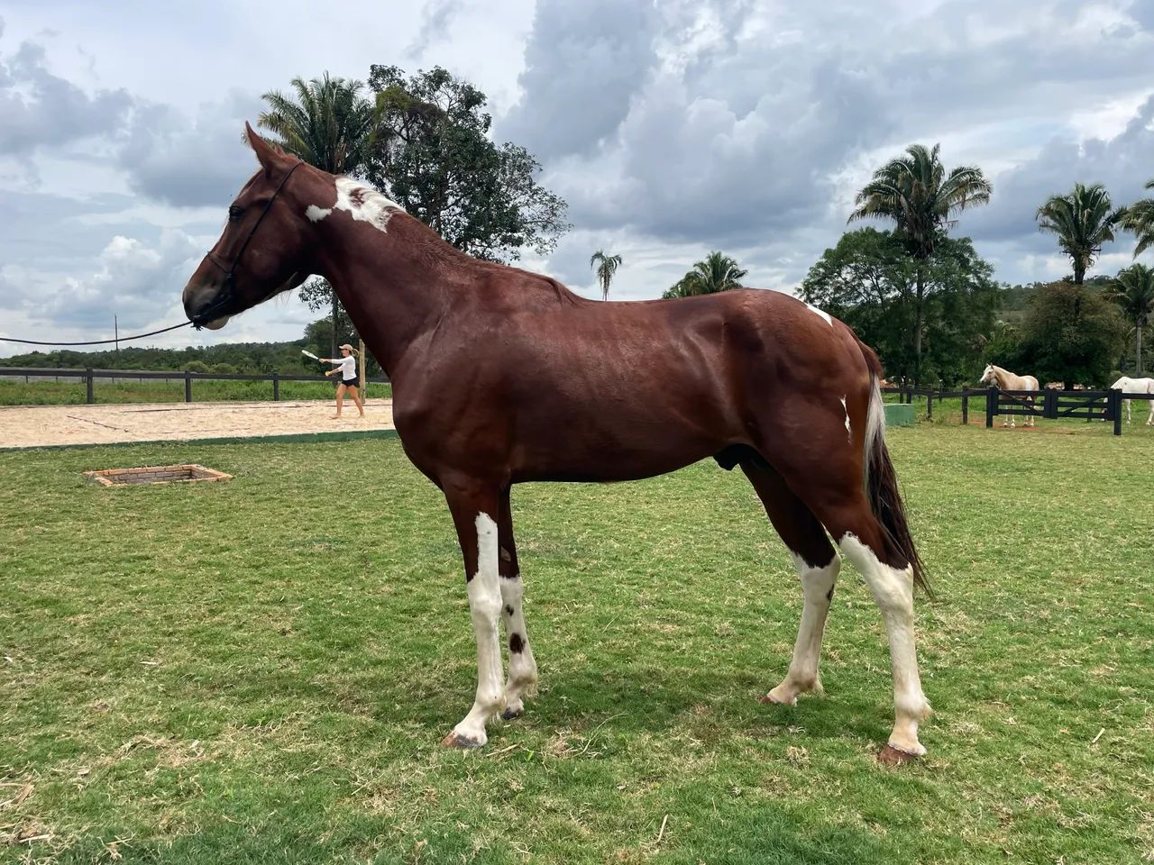 Cavalo Mangalarga  - Foto 3