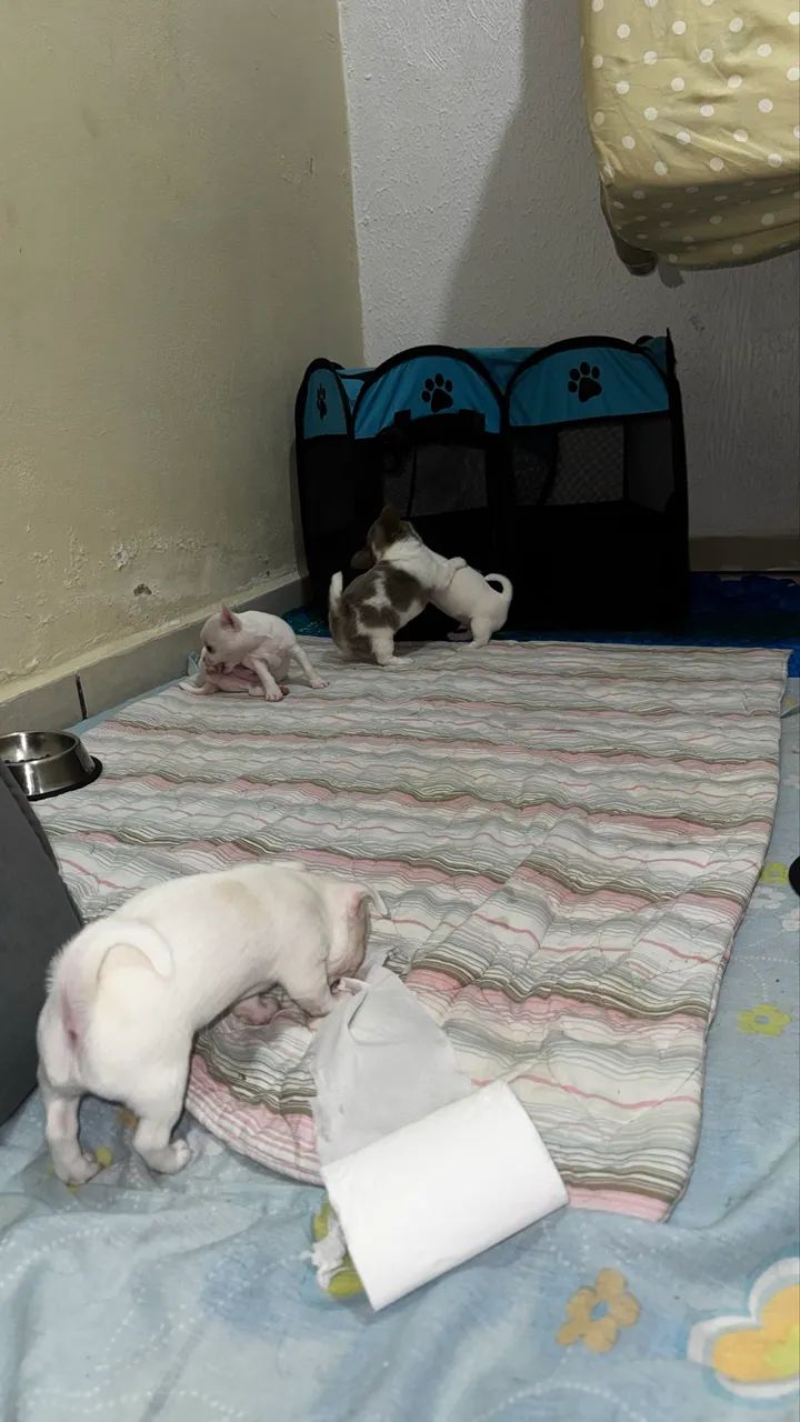 Filhotes Chihuahua com Pedigree - 1 Fêmea e 3 Machos Disponíveis - Foto 4