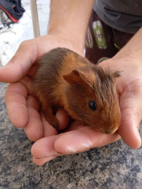 Vendo filhotes de porquinho da índia  - Foto 4