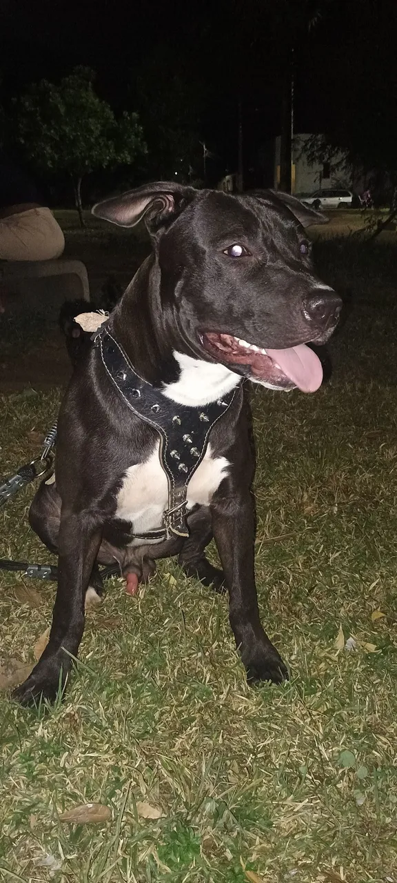 Pitbull Macho - Para Cruza