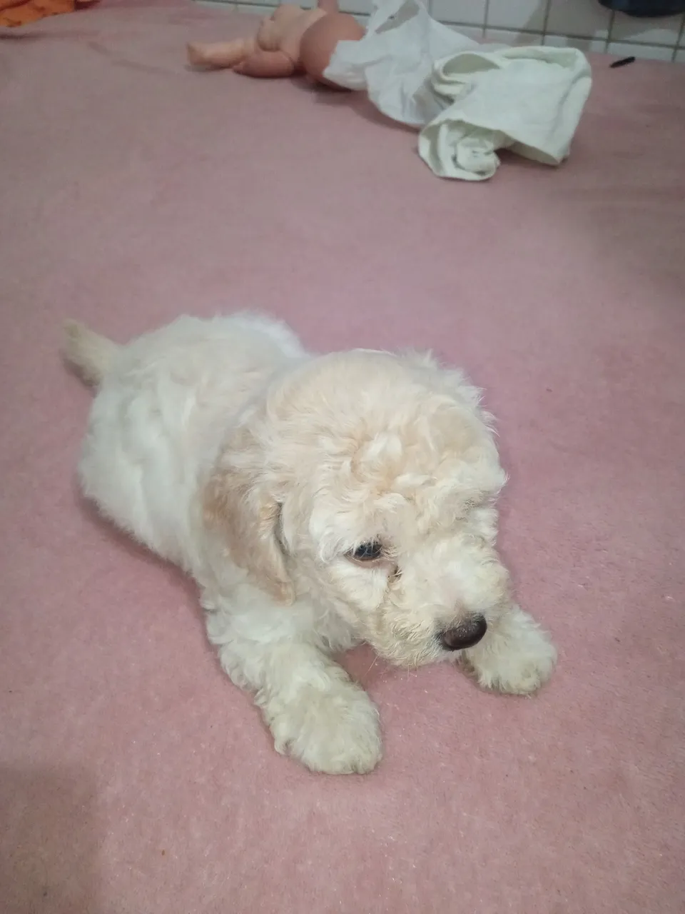 Filhote de Poodle - Porte 0