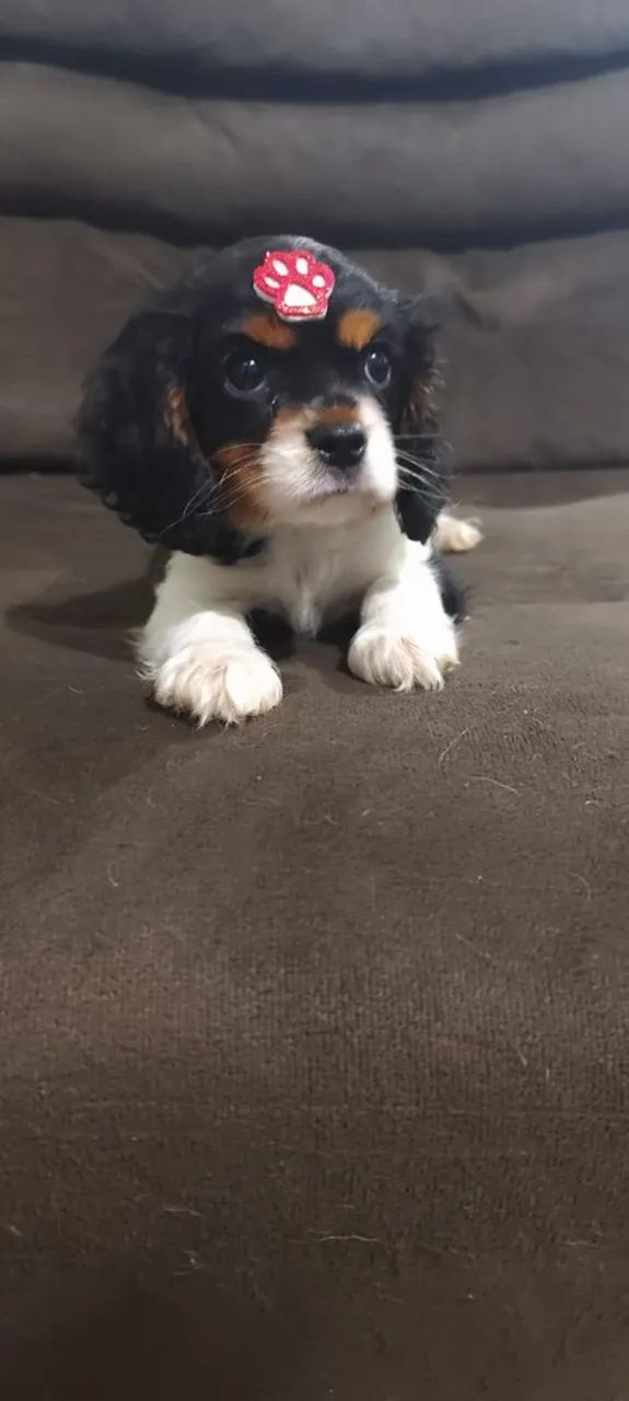 Cavalier King Charles Spaniel filhote - Foto 2