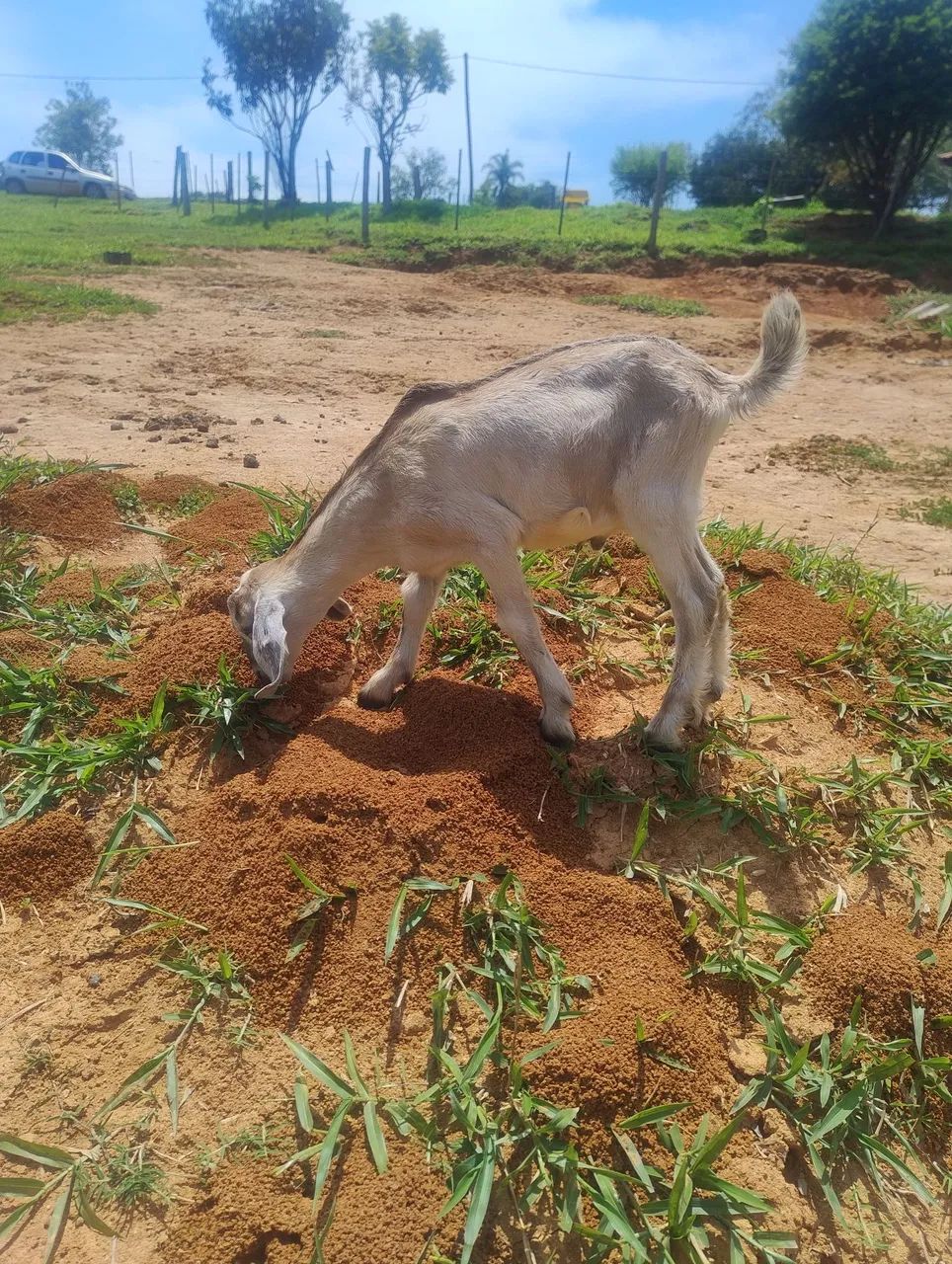 Cabritos 64606908390402121