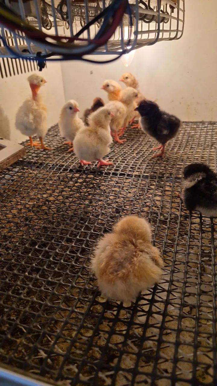 Bicho Feliz - pintos caipiras - Foto 2