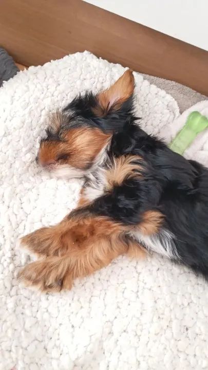 Yorkshire Terrier filhote - Foto 4