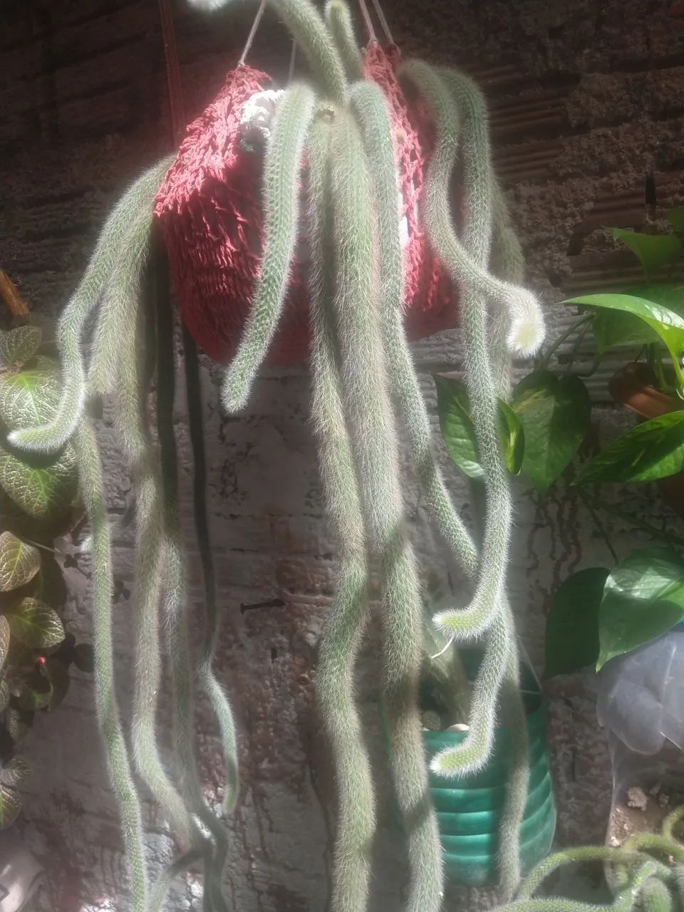 Cacto Rhipsalis pilosa,  para decoração de interiores