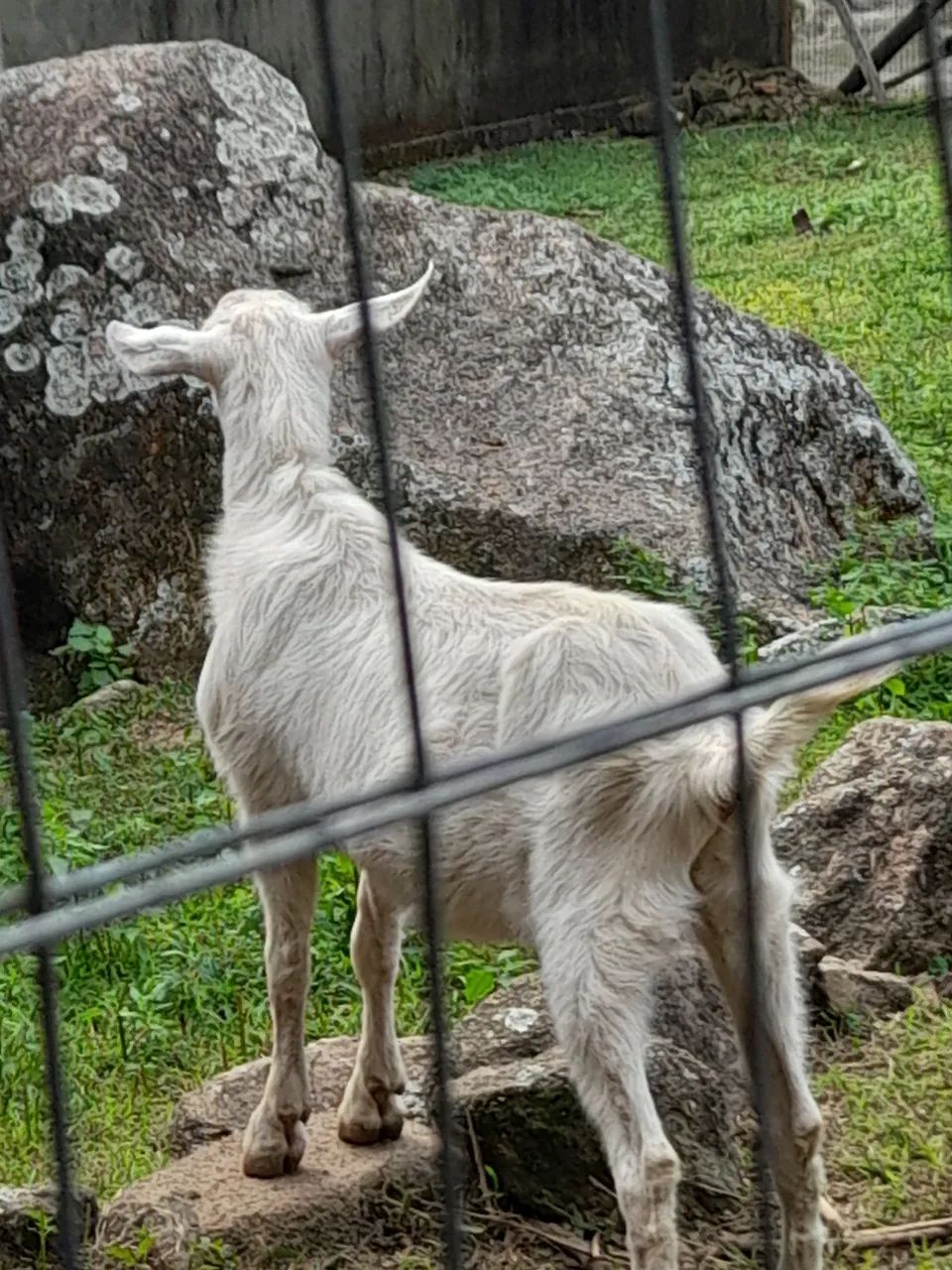 Cabrito branco - Foto 2