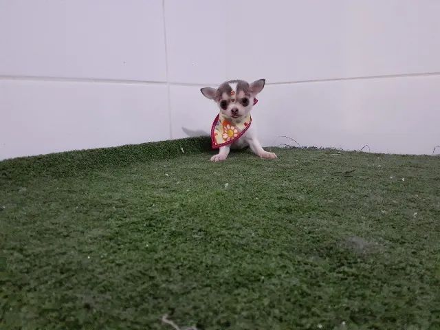 Chihuahua mini =] - Foto 2