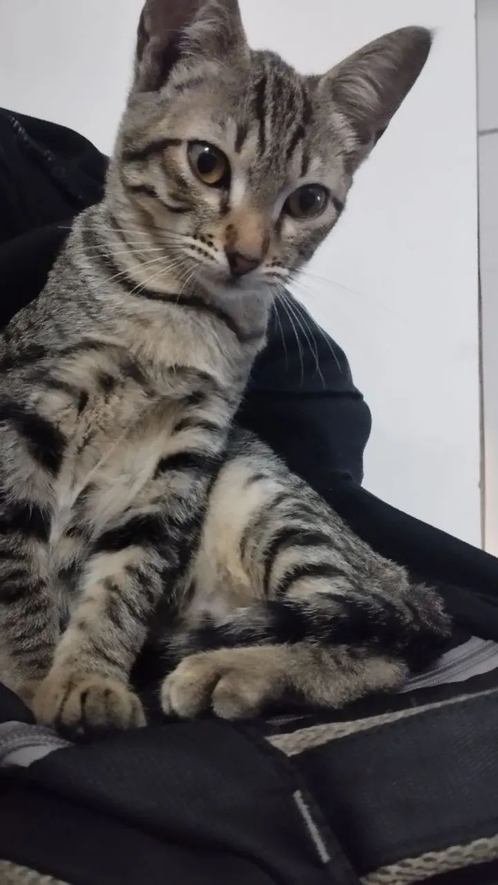 Gatos para doação  - Foto 4