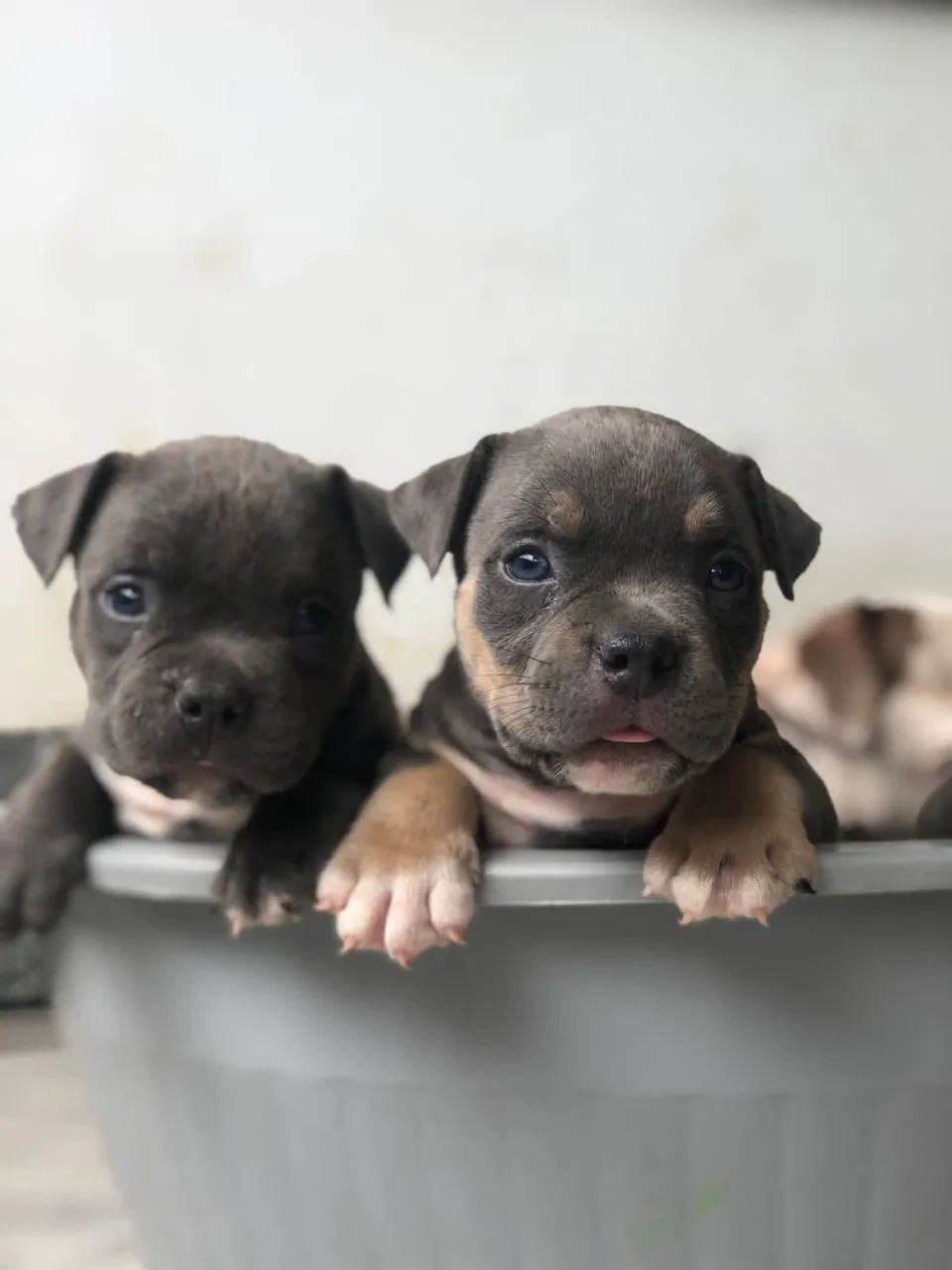 American Bully  - Foto 2