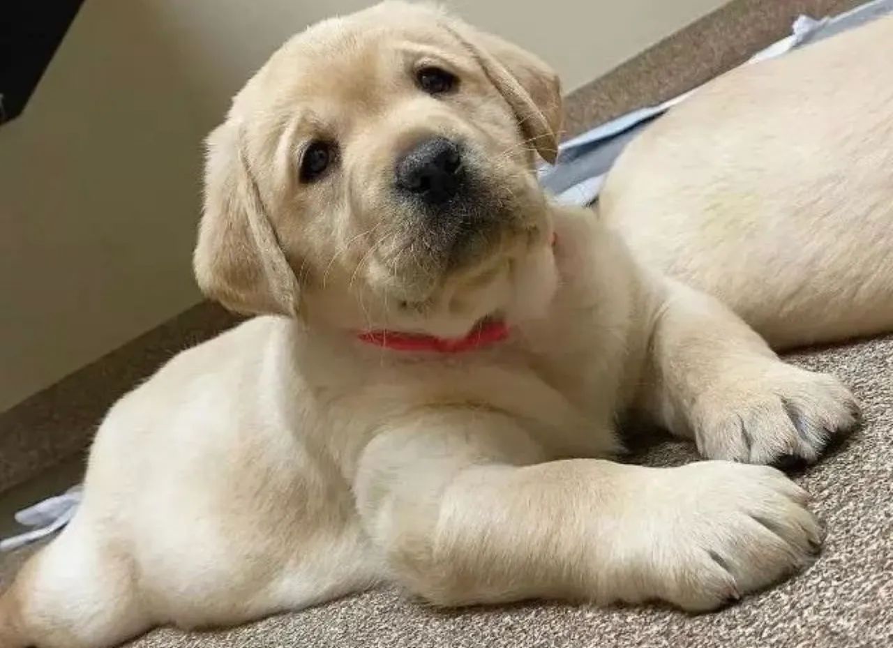 Os mais lindos bebes // labrador.