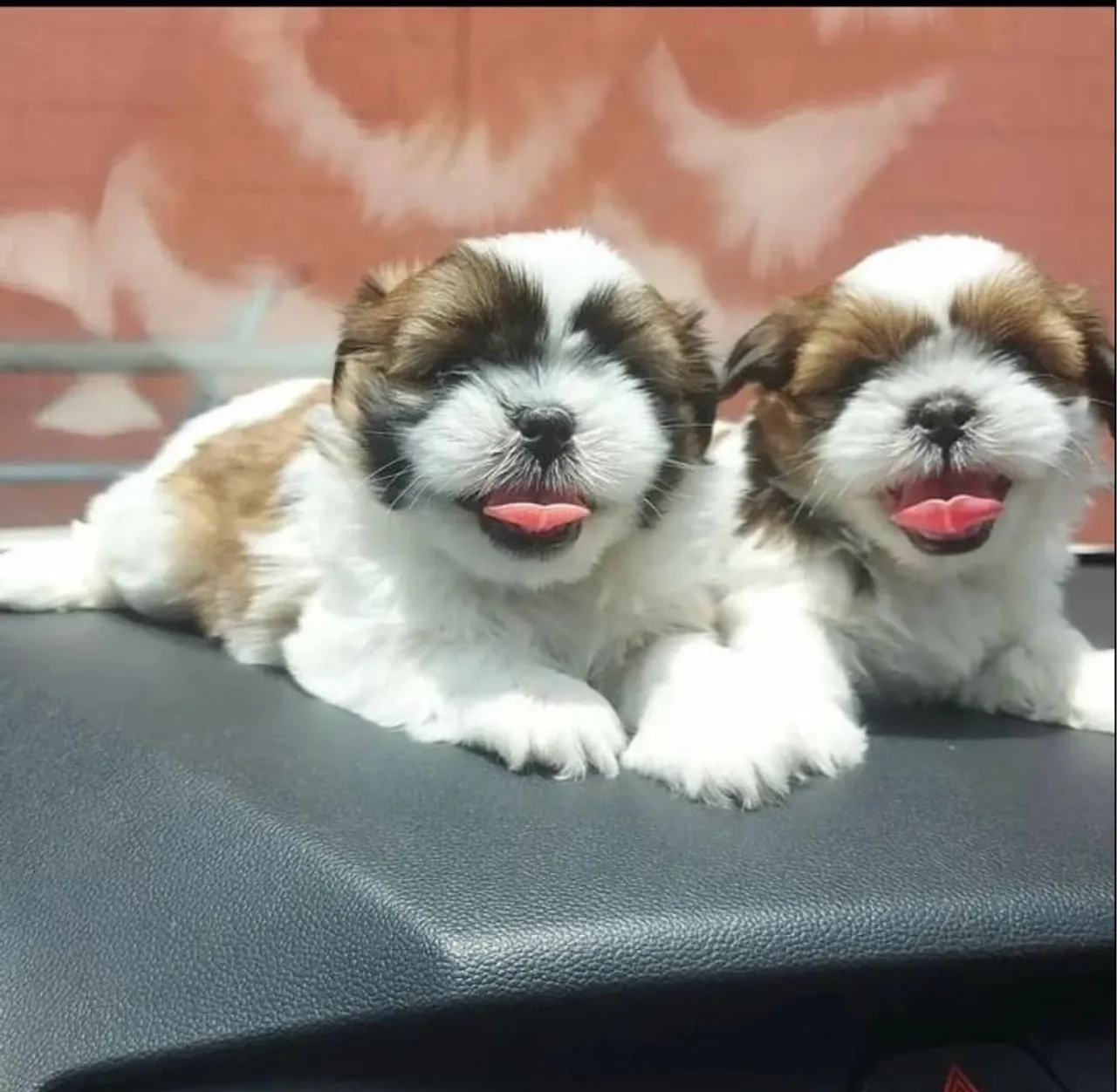 Shihtzu mini lindos filhotes  micro chip grátis l