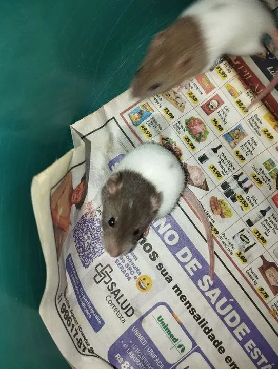 Ratos Twister filhotes disponível  - Foto 6