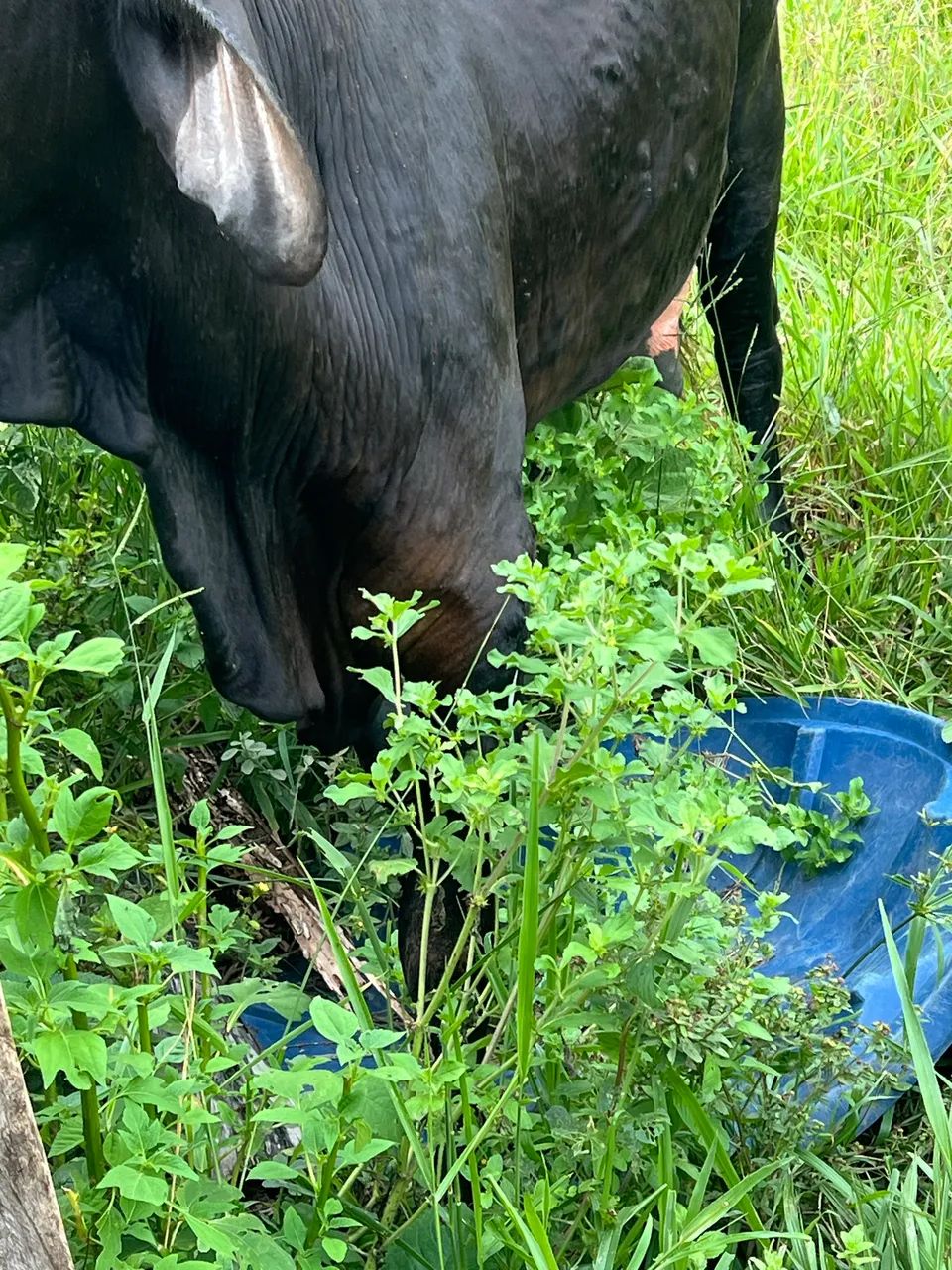 Vaca leiteira 
