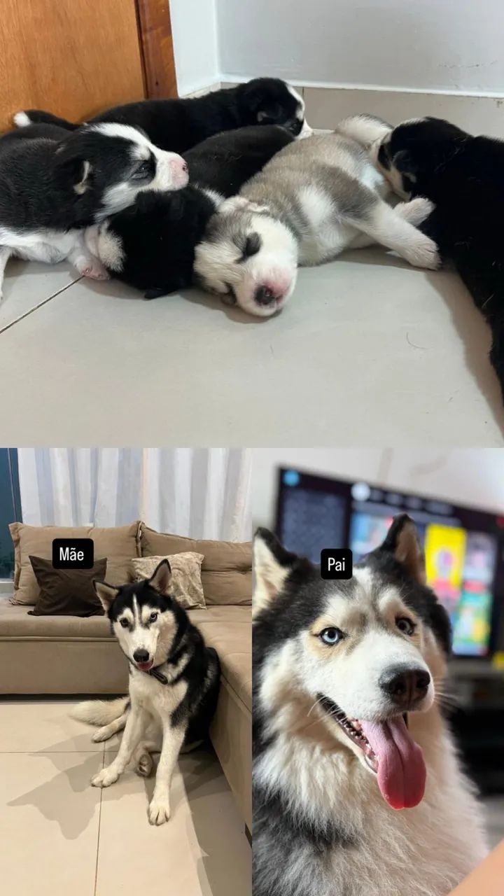 Filhotes de husky siberiano 