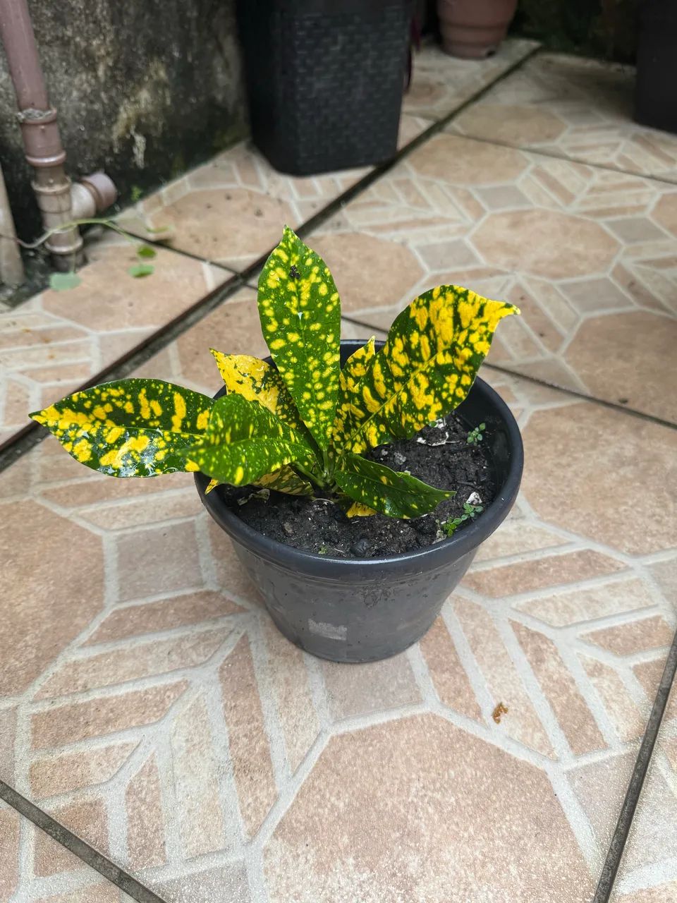Planta Brasil