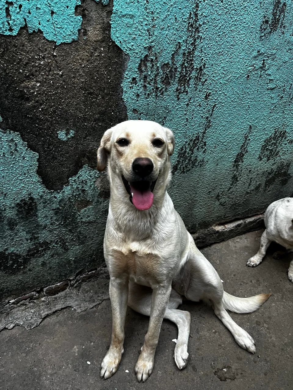 Labrador Doação - Foto 3