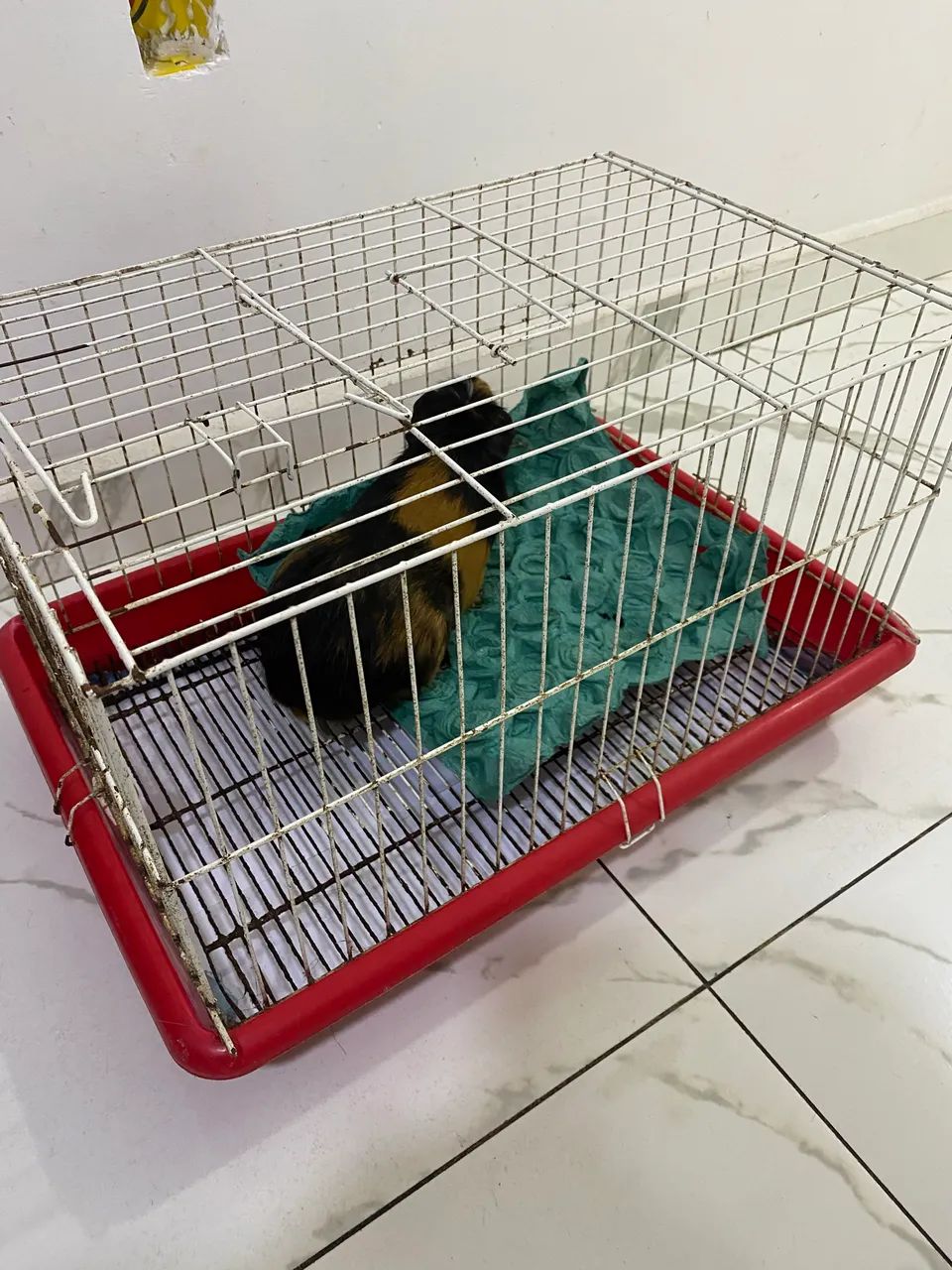 Vendo porquinho da índia com gaiola