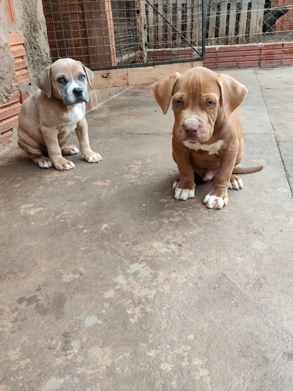 Pitmonster 