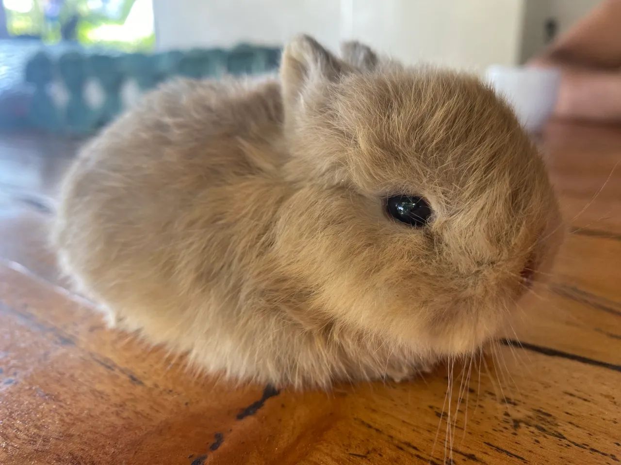 Pet - Foto 3