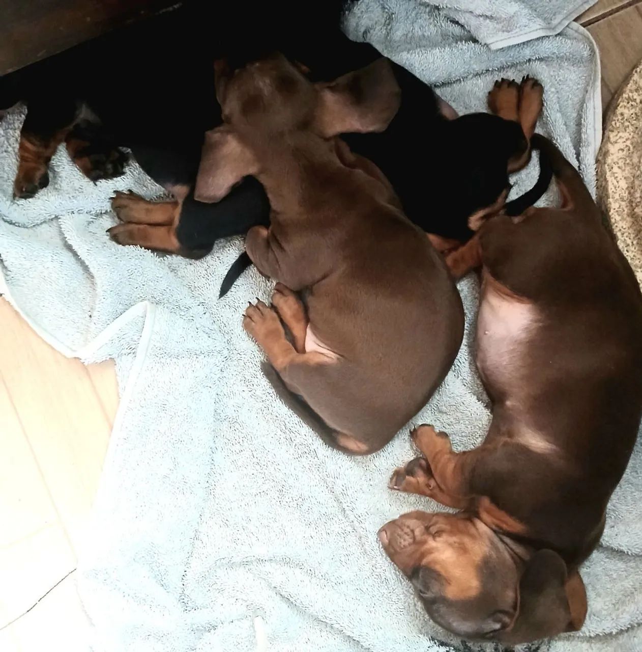 Salsicha (Dachshund)