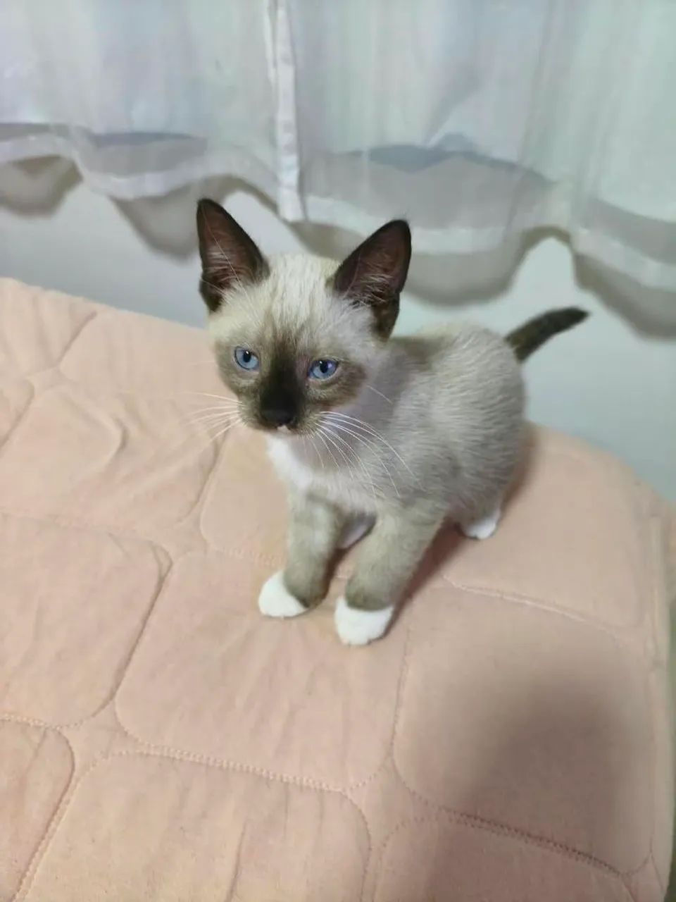 Adoção gato
