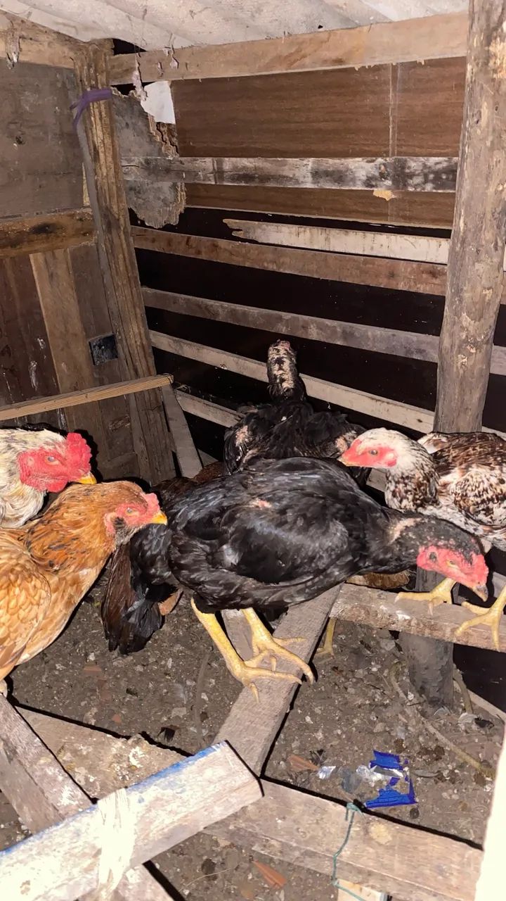 Galinhas caipira  - Foto 2