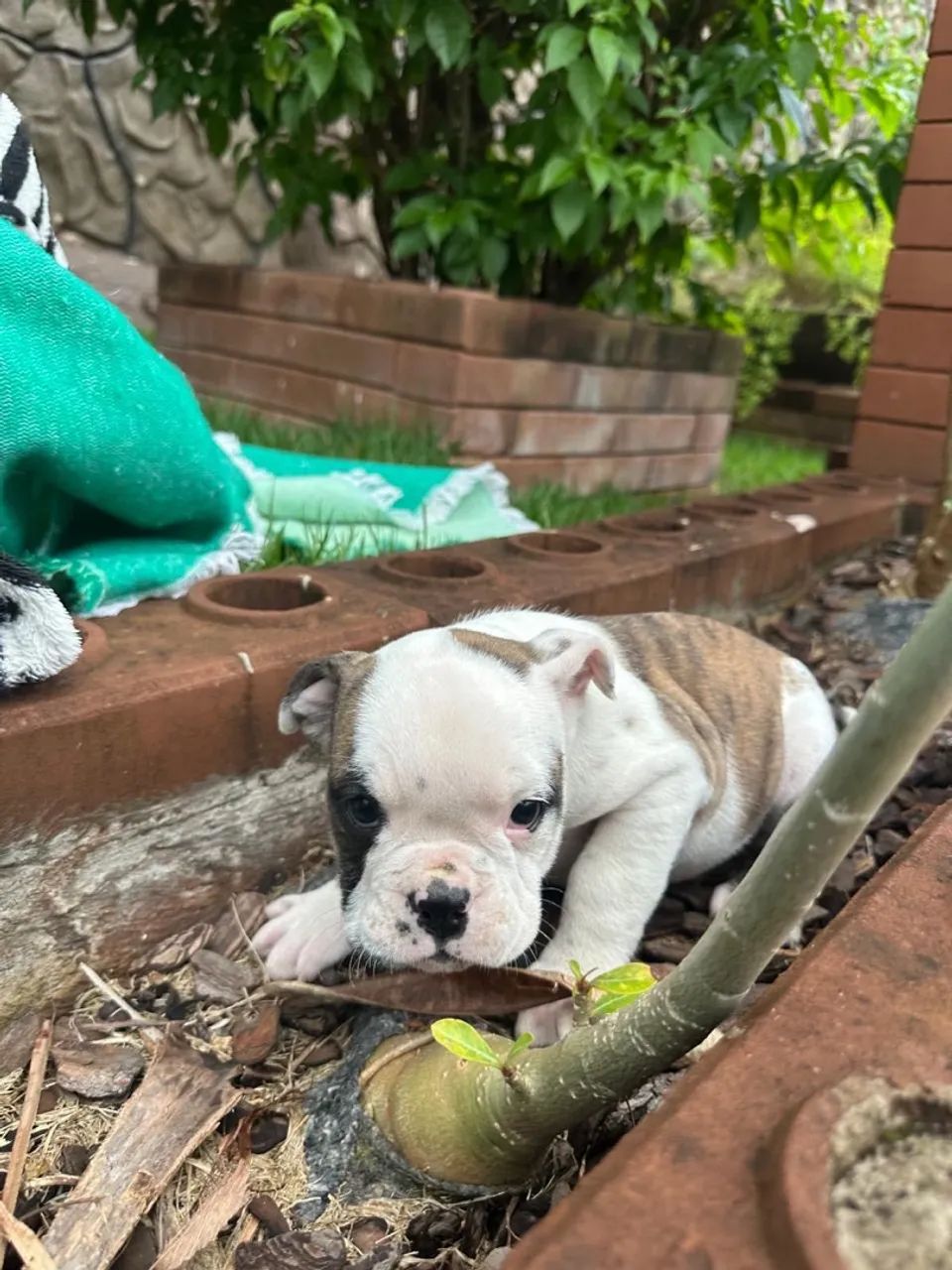 Bulldogue campeiro  - Foto 4