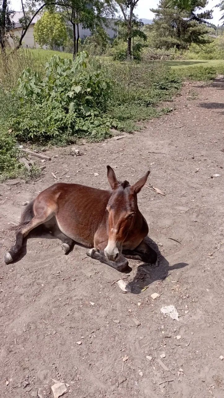 Burro - Foto 3