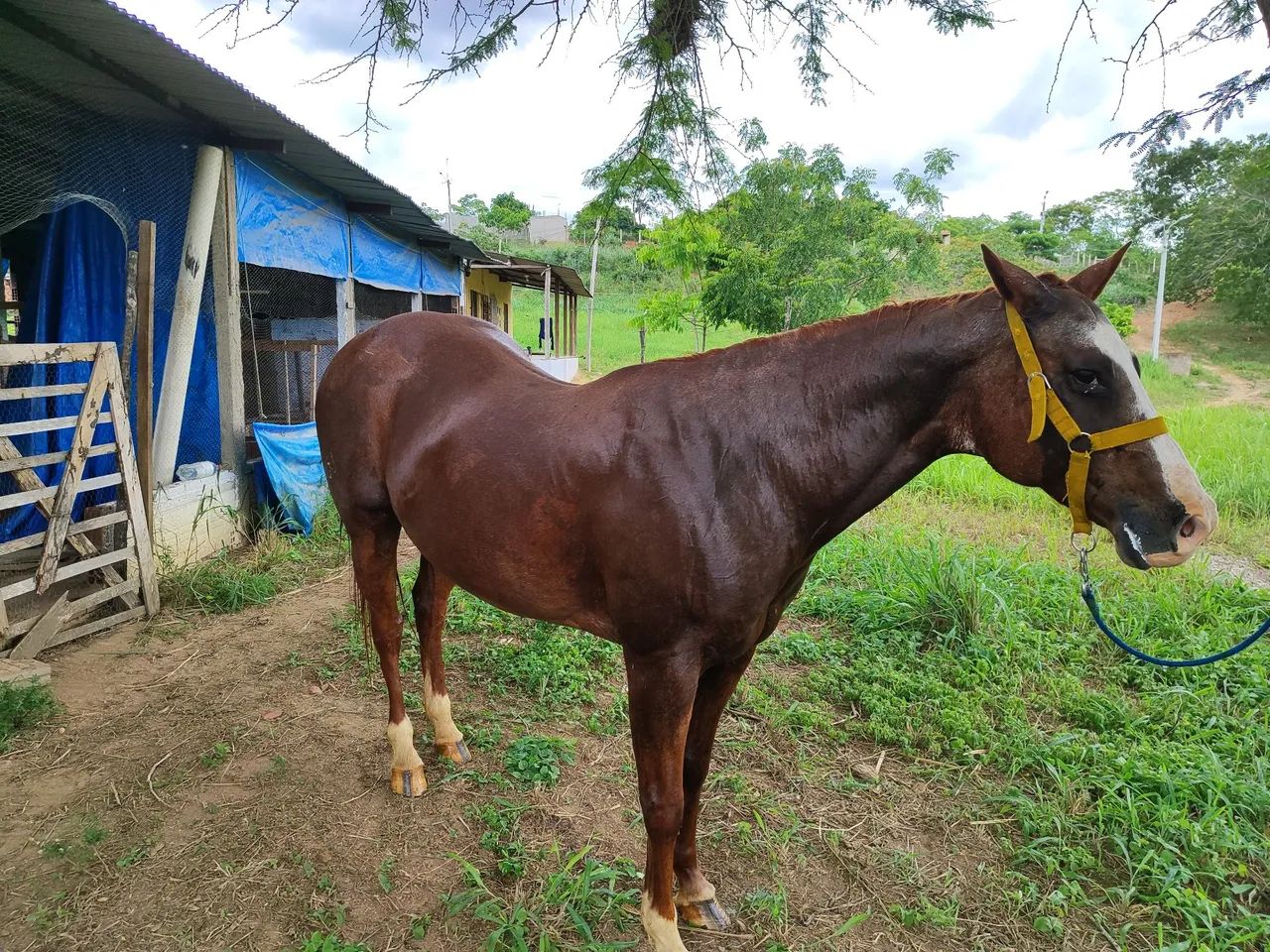 Cavalo de vaquejada (égua) leia todo o anúncio.