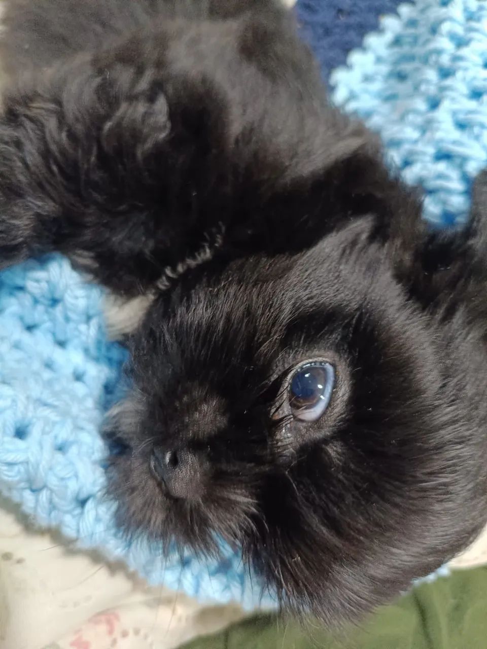 Shih tzu machinho.  - Foto 2
