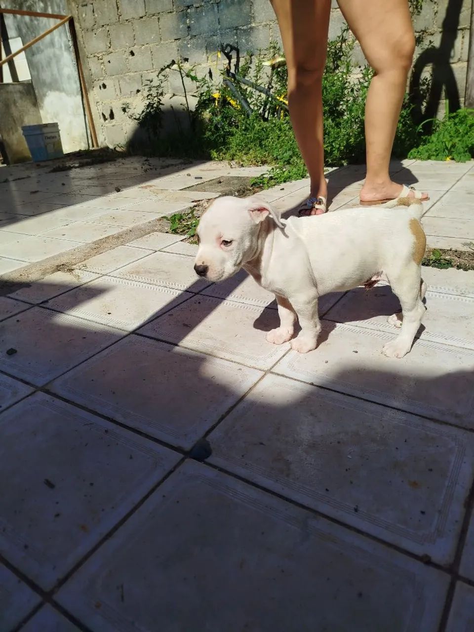 Pit Bull ligitimos  - Foto 2