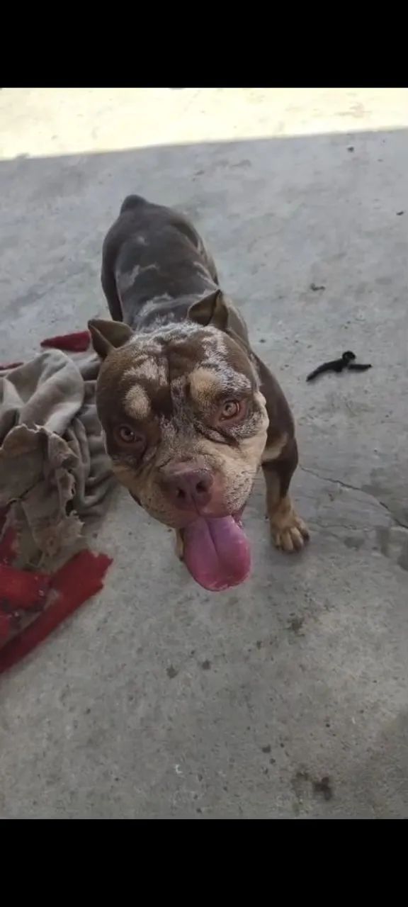 cachorro 