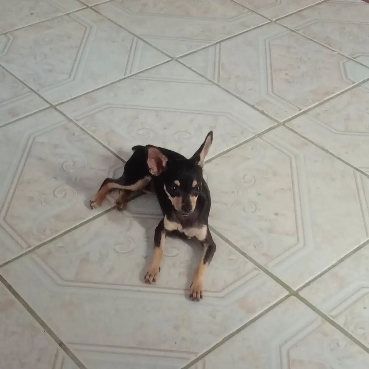 Pinscher feminha  - Foto 2