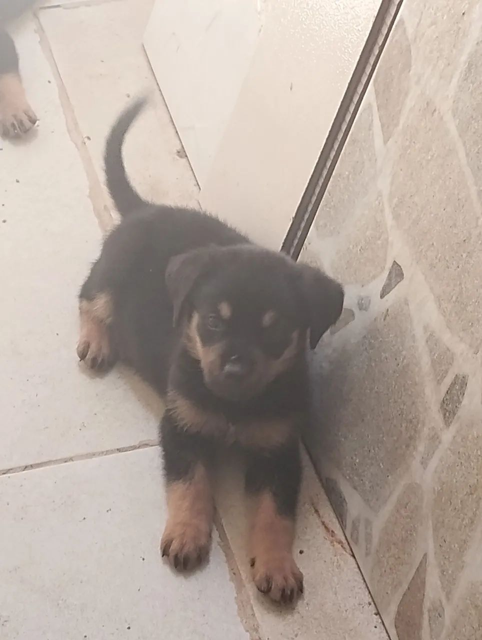 FILHOTES DE ROTTWEILER! - Foto 4