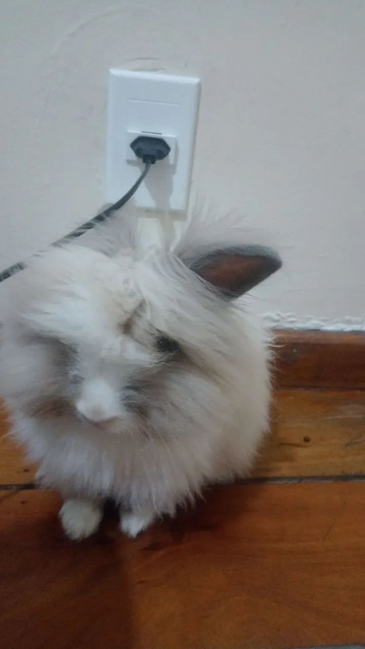 Mine Coelhos da raça Lion Lindos 