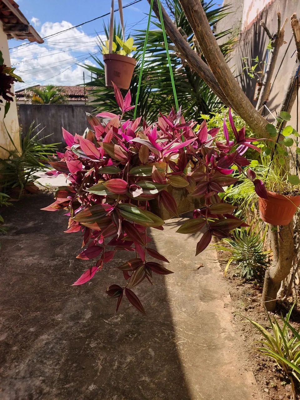 Plantas para vender preço variado - Foto 5