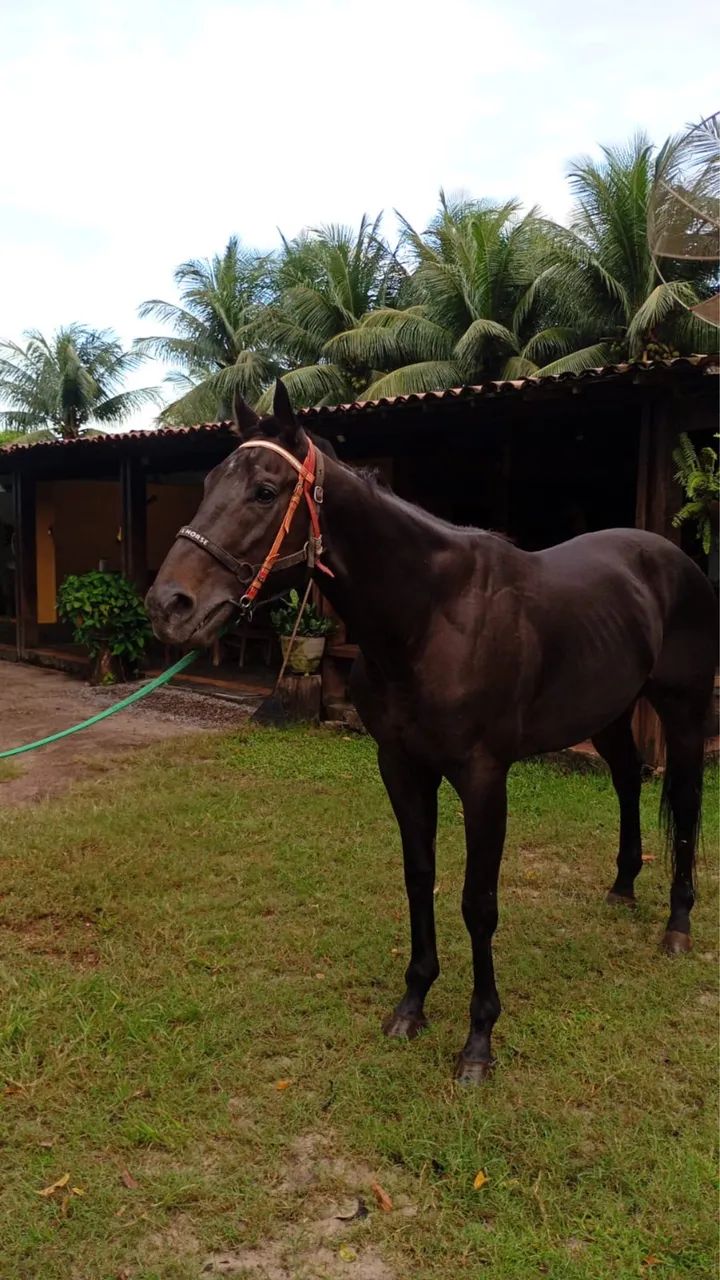 Cavalo Puro Sangue Inglês (PSI) 