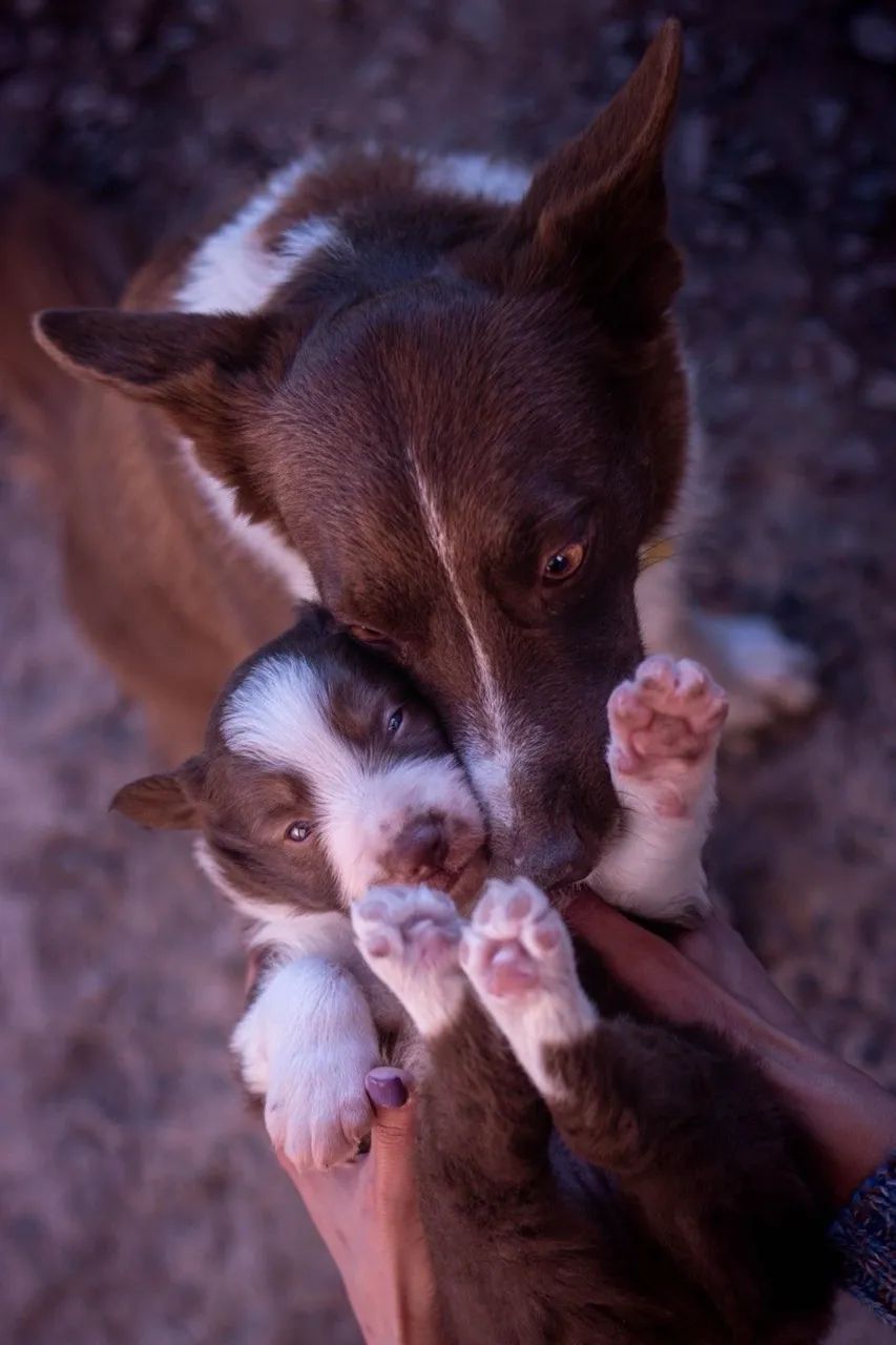 Border Collie  - Foto 3