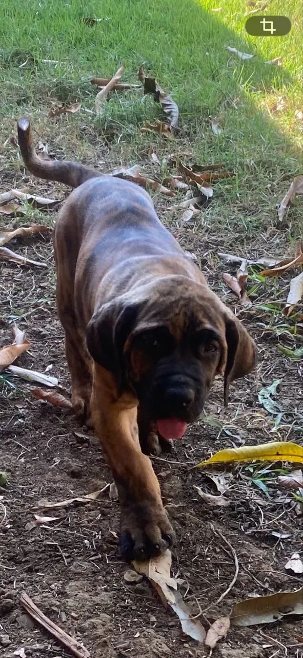 Fila Brasileiro - Foto 2