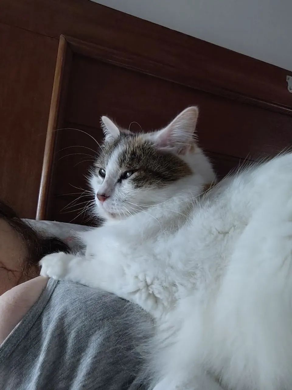Doação de gato  - Foto 5