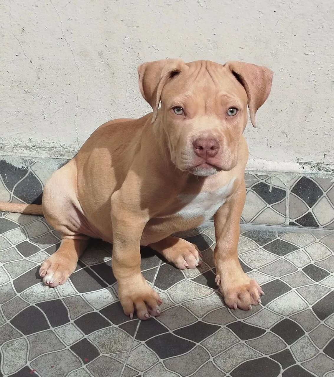 American bully XL