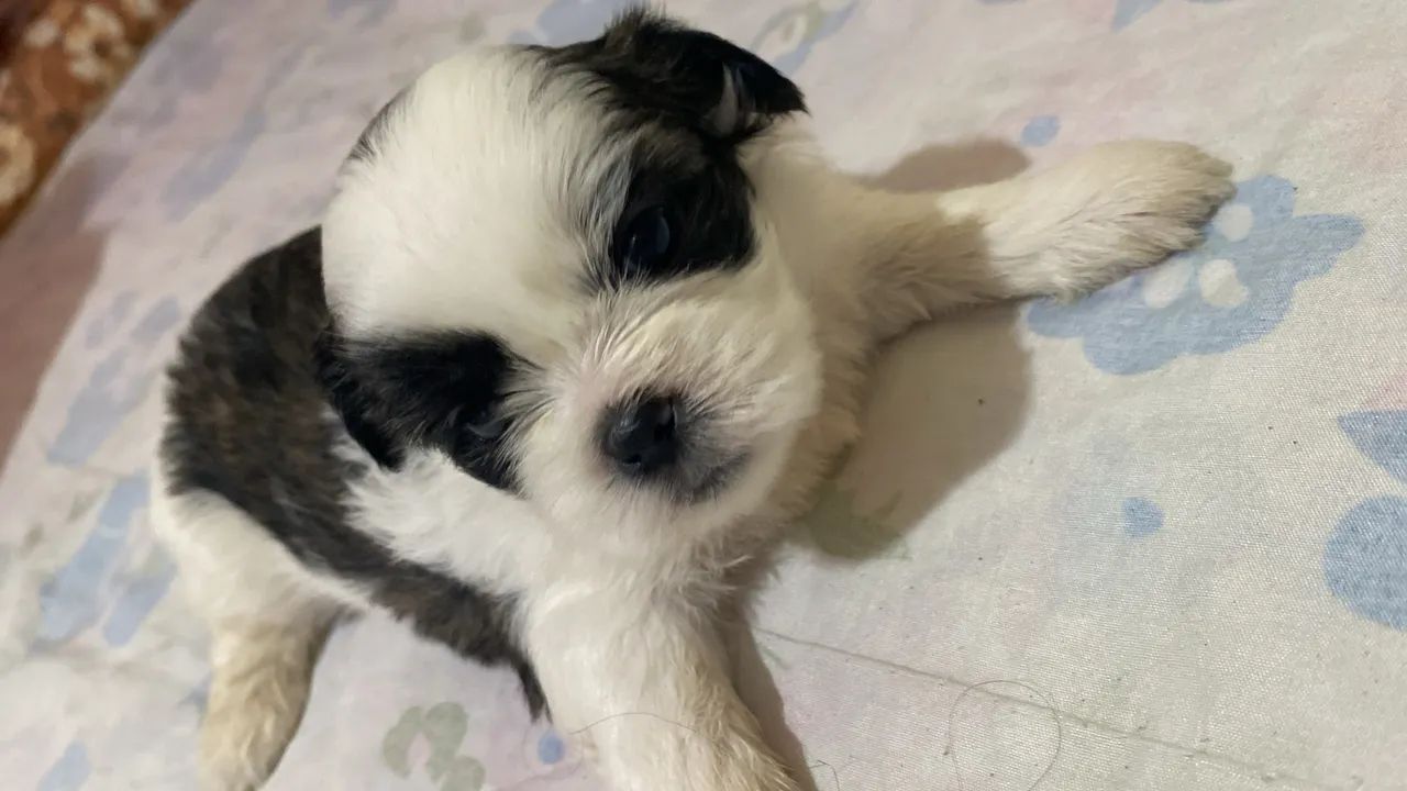 Cachorrinhos  - Foto 2