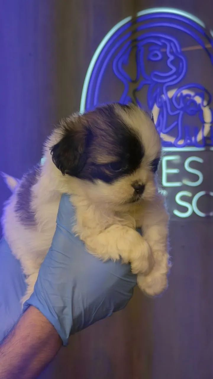 Shih Tzu